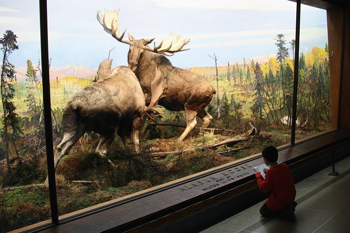 Диорамы в музее естественной истории и науки естествознания в Нью-Йорке