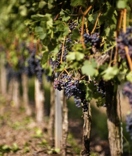 Виноделие в США