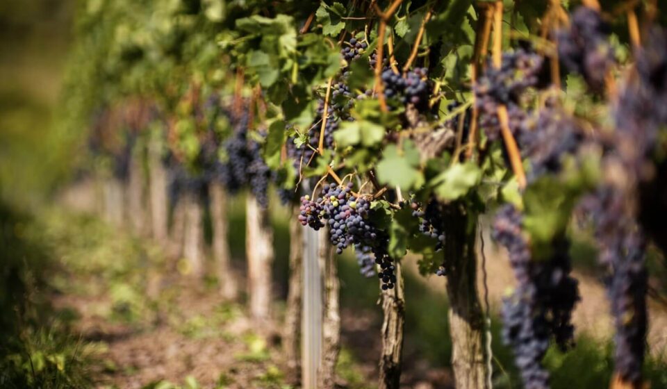 Виноделие в США